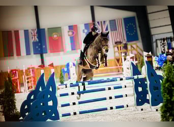 German Sport Horse, Mare, 9 years, 16,1 hh, Brown