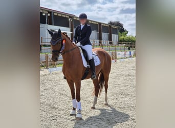 German Sport Horse, Mare, 9 years, 16,1 hh, Chestnut-Red