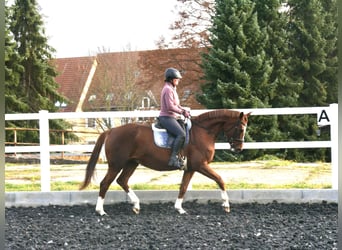 German Sport Horse, Mare, 9 years, 16,1 hh, Chestnut-Red