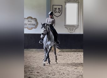 German Sport Horse, Mare, 9 years, 16,1 hh, Grey