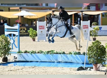 German Sport Horse, Mare, 9 years, 16,1 hh, Grey