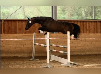 German Sport Horse, Mare, 9 years, 16,2 hh, Bay-Dark