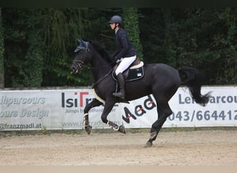 German Sport Horse, Mare, 9 years, 16,2 hh, Black