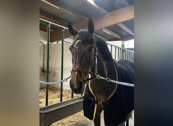 German Sport Horse, Mare, 9 years, 16,2 hh, Brown