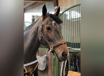 German Sport Horse, Mare, 9 years, 16,2 hh, Brown