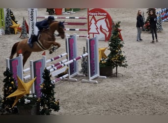 German Sport Horse, Mare, 9 years, 16,2 hh, Chestnut-Red