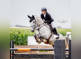 German Sport Horse, Mare, 9 years, 16,2 hh, Grey