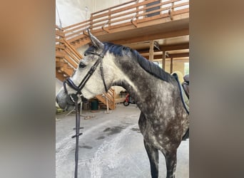 German Sport Horse, Mare, 9 years, 17,1 hh, Gray-Dapple