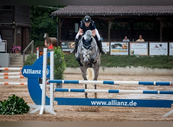 German Sport Horse, Mare, 9 years, 17.1 hh, Gray