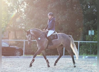 German Sport Horse, Mare, 9 years, 17.1 hh, Gray