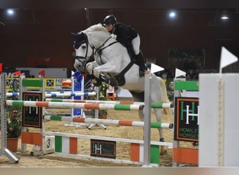 German Sport Horse, Mare, 9 years, 17.2 hh, Gray