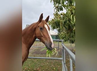 German Sport Horse, Mare, 9 years, 17.3 hh, Chestnut-Red