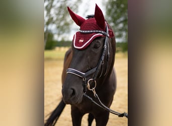 German Sport Horse, Mare, 9 years, 17 hh, Black