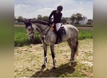 German Sport Horse, Mare, 9 years, 17 hh, Gray