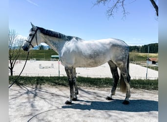 German Sport Horse, Mare, 9 years, 17 hh, Grey