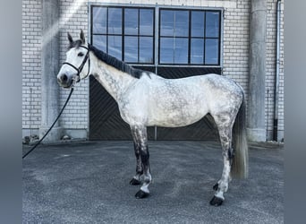 German Sport Horse, Mare, 9 years, 17 hh, Grey