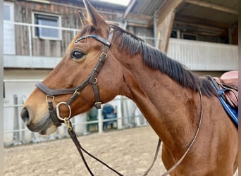 German Sport Horse, Mare, 9 years, Brown