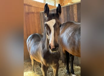 German Sport Horse, Mare, Foal (02/2026), 12.2 hh, Bay-Dark
