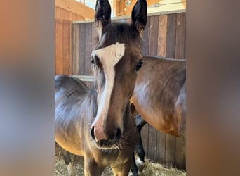 German Sport Horse, Mare, Foal (02/2026), 12.2 hh, Bay-Dark