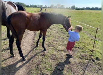 German Sport Horse, Mare, Foal (03/2024), 13,2 hh, Brown