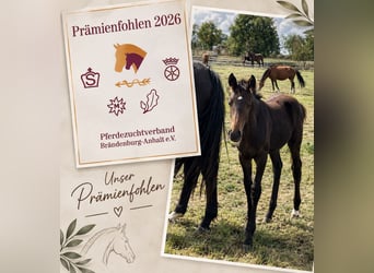 German Sport Horse, Mare, Foal (05/2026), 16.1 hh, Bay-Dark