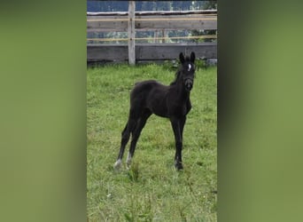 German Sport Horse, Mare, Foal (05/2024), 16.1 hh, Black