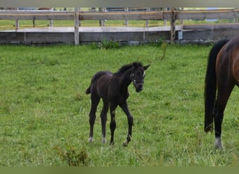 German Sport Horse, Mare, Foal (05/2024), 16.1 hh, Black