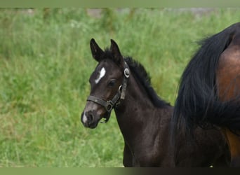 German Sport Horse, Mare, Foal (05/2024), 16.1 hh, Black