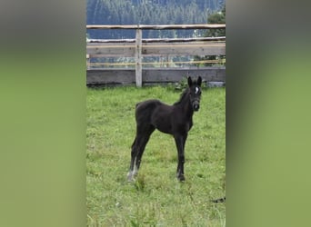 German Sport Horse, Mare, Foal (05/2024), 16.1 hh, Black