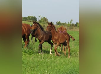 German Sport Horse, Mare, Foal (05/2023), 16.1 hh, Brown