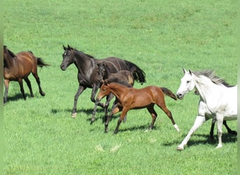 German Sport Horse, Mare, Foal (03/2026), 16.1 hh, Brown
