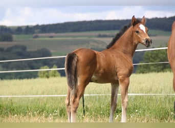 German Sport Horse, Mare, Foal (06/2024), 16.1 hh, Brown