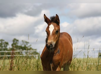 German Sport Horse, Mare, Foal (06/2024), 16.1 hh, Brown