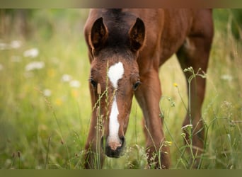 German Sport Horse, Mare, Foal (04/2024), 16.1 hh, Brown