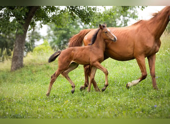 German Sport Horse, Mare, Foal (04/2024), 16.1 hh, Brown