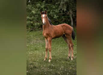 German Sport Horse, Mare, Foal (04/2024), 16.1 hh, Brown