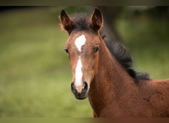 German Sport Horse, Mare, Foal (04/2024), 16.1 hh, Brown