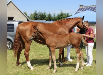 German Sport Horse, Mare, Foal (04/2026), 16.1 hh, Chestnut-Red