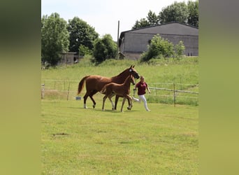 German Sport Horse, Mare, Foal (04/2026), 16.1 hh, Chestnut-Red