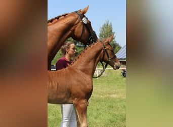 German Sport Horse, Mare, Foal (04/2026), 16.1 hh, Chestnut-Red