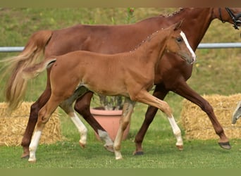 German Sport Horse, Mare, Foal (05/2025), 16.1 hh, Chestnut-Red German Sport Horse, Mare, Foal (05/2025), 16.1 hh, Chestnut-Red