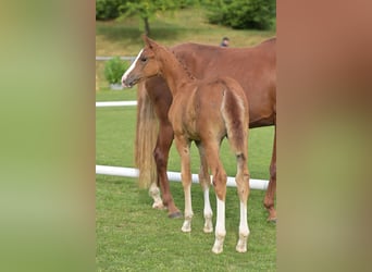 German Sport Horse, Mare, Foal (05/2025), 16.1 hh, Chestnut-Red German Sport Horse, Mare, Foal (05/2025), 16.1 hh, Chestnut-Red
