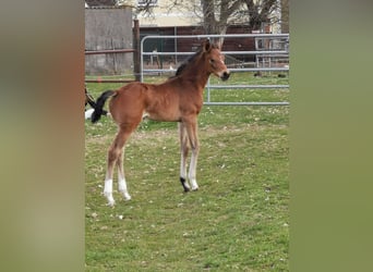 German Sport Horse, Mare, Foal (03/2026), 16.2 hh, Bay-Dark