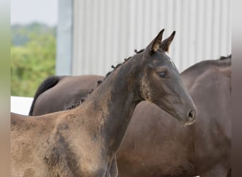 German Sport Horse, Mare, Foal (04/2024), 16,2 hh, Black