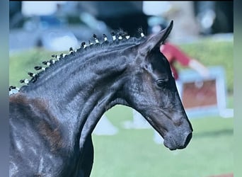 German Sport Horse, Mare, Foal (07/2025), 16.2 hh, Black