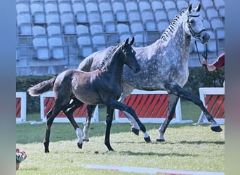 German Sport Horse, Mare, Foal (07/2025), 16.2 hh, Black