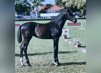 German Sport Horse, Mare, Foal (07/2025), 16.2 hh, Black