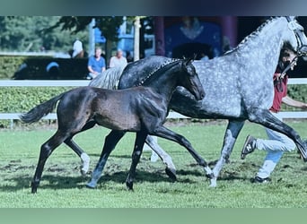 German Sport Horse, Mare, Foal (07/2025), 16.2 hh, Black