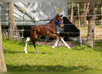 German Sport Horse, Mare, Foal (04/2024), 16.2 hh, Brown