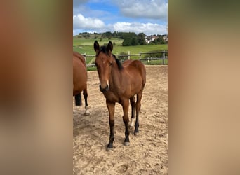 German Sport Horse, Mare, Foal (05/2025), 16.2 hh, Brown German Sport Horse, Mare, Foal (05/2025), 16.2 hh, Brown